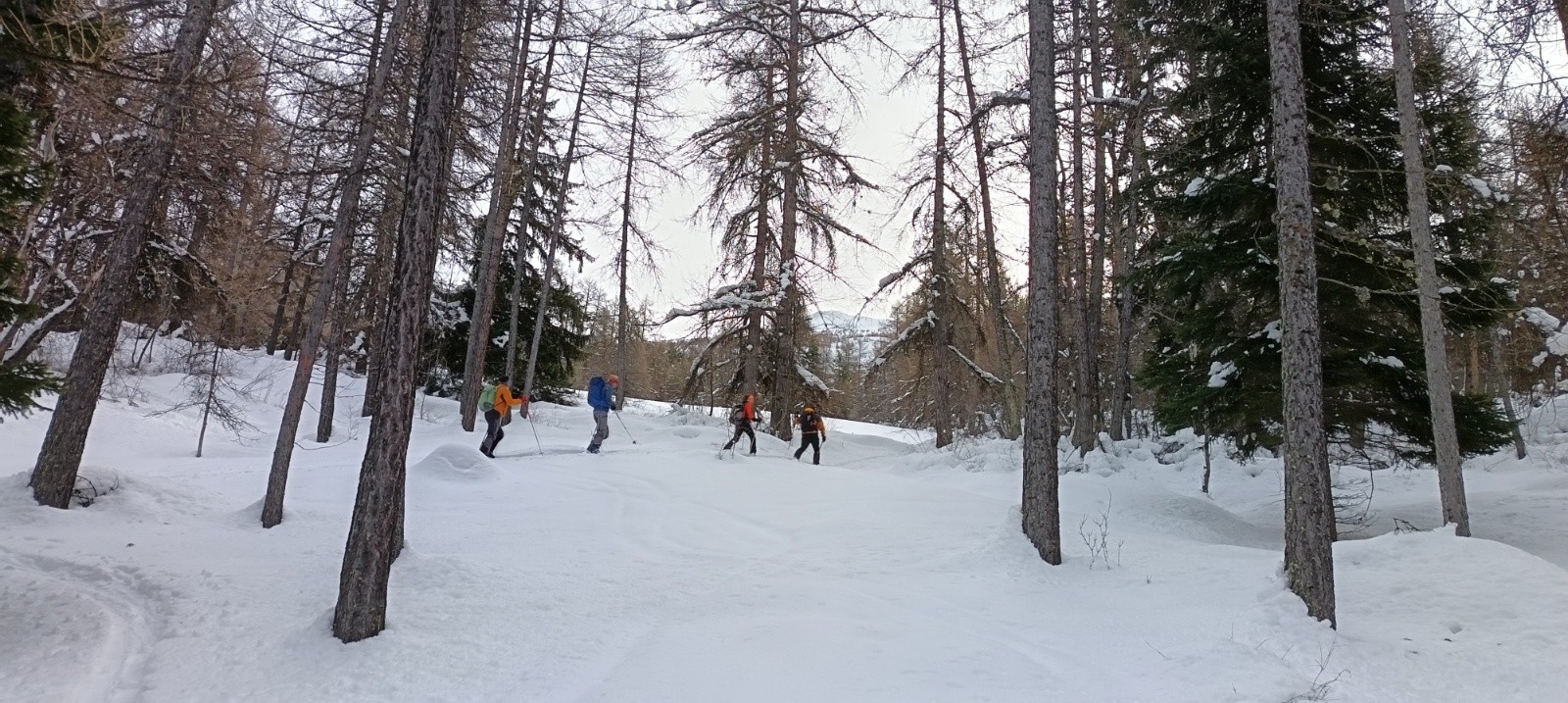 &nbsp;Petit mélézin