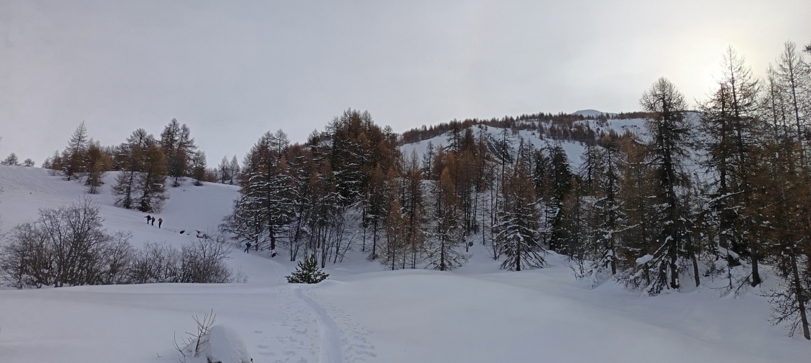 &nbsp;Végétation aérée&nbsp;