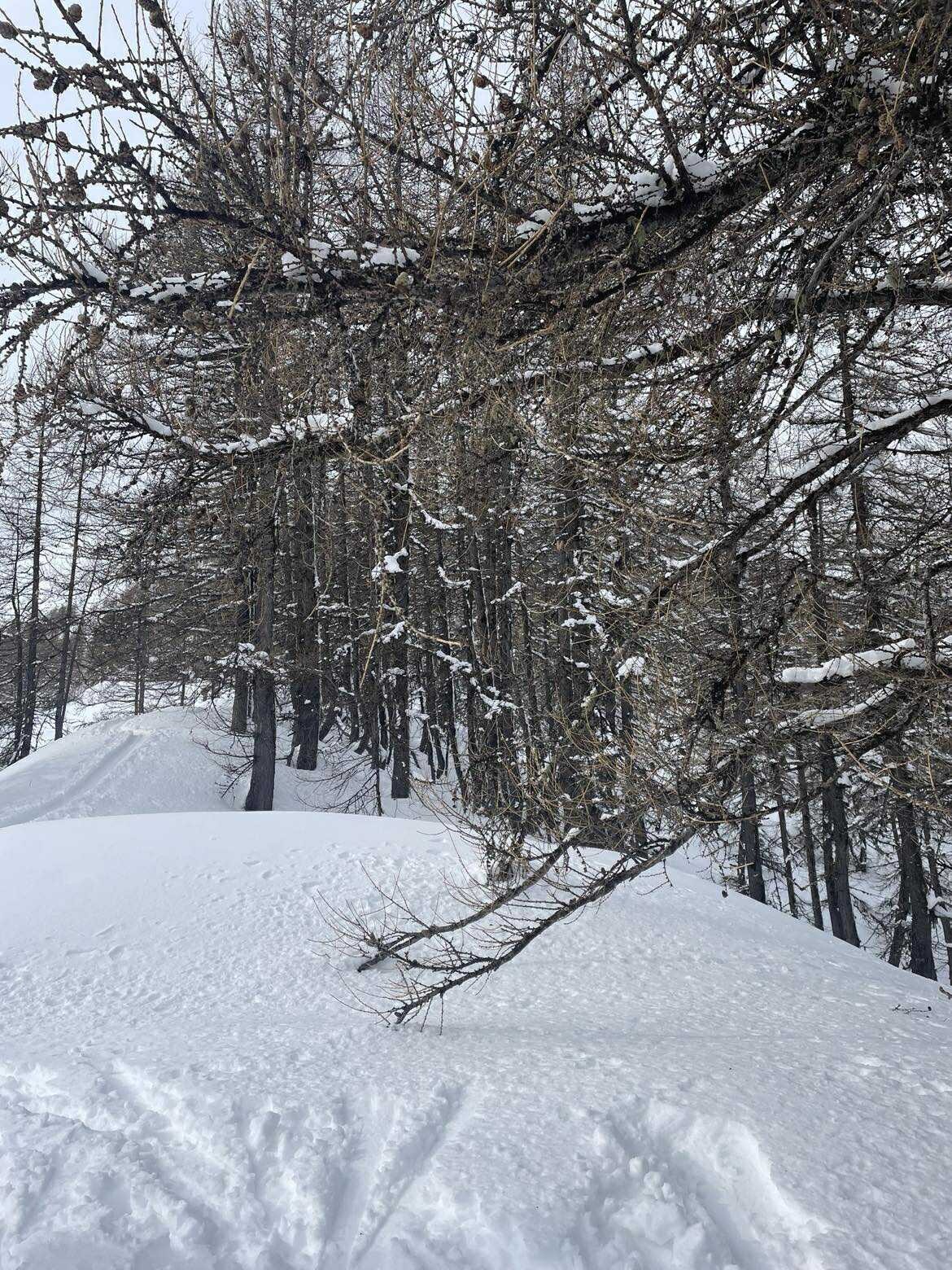 Mélèzes, sans surprise
