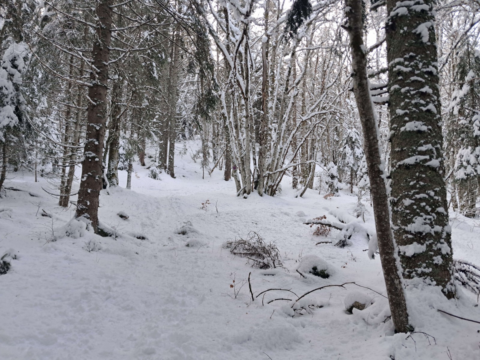 #2 En forêt En forêt