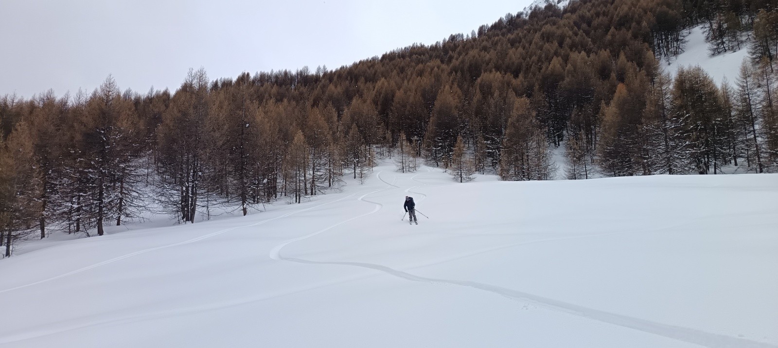 Clairière dans le mélézin