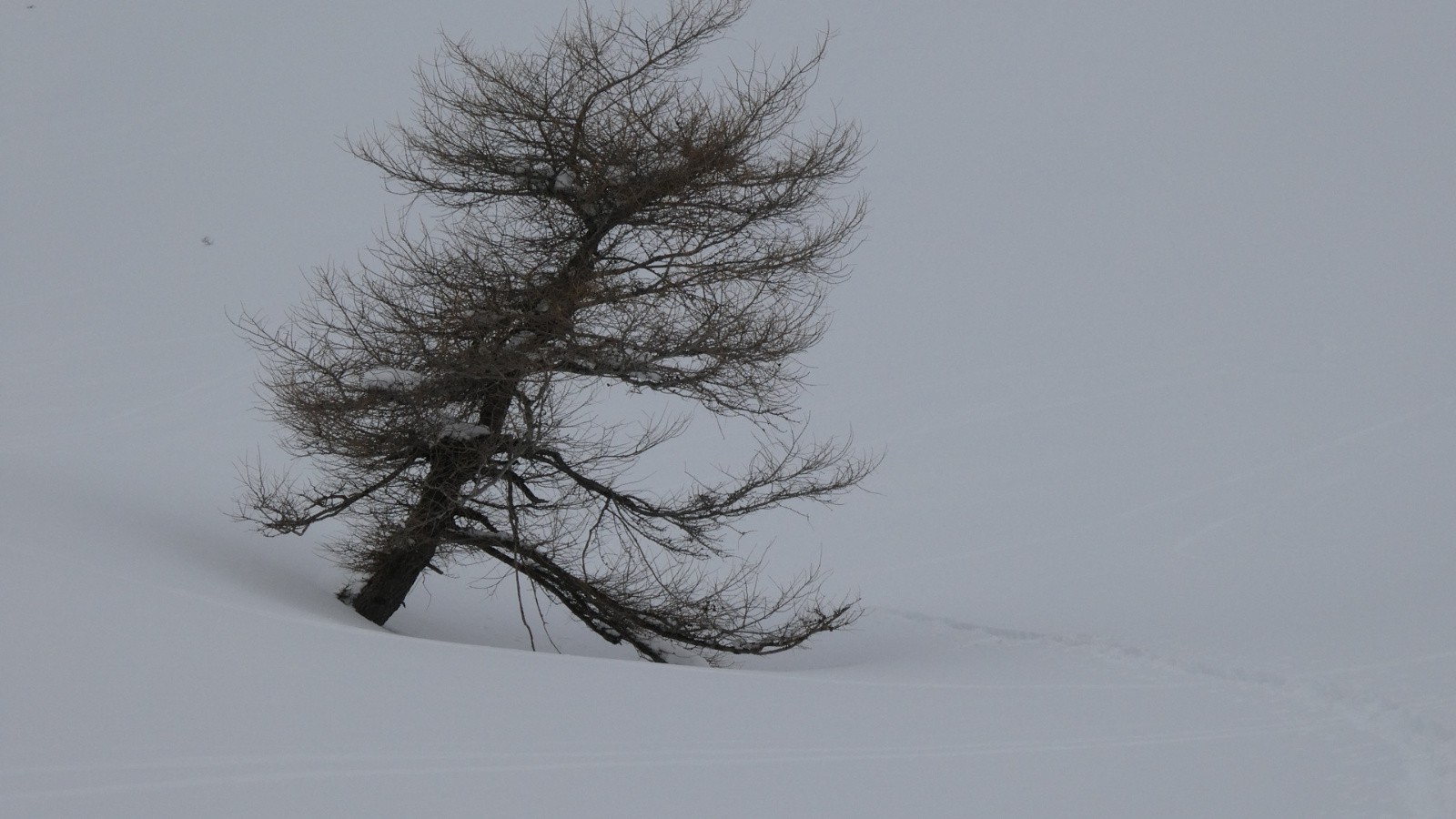 J3 - un solitaire ébouriffé