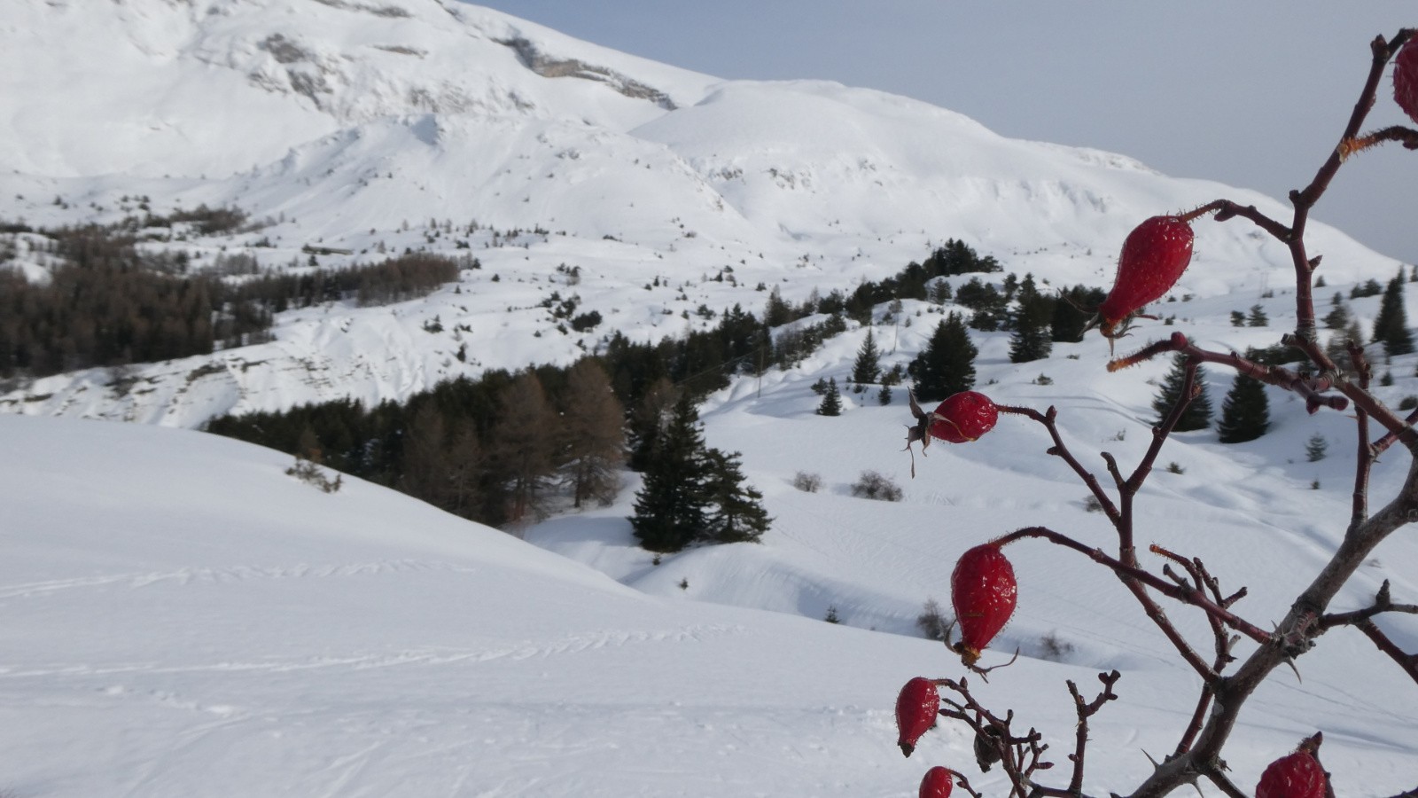 J2 - Eglantine des chemins