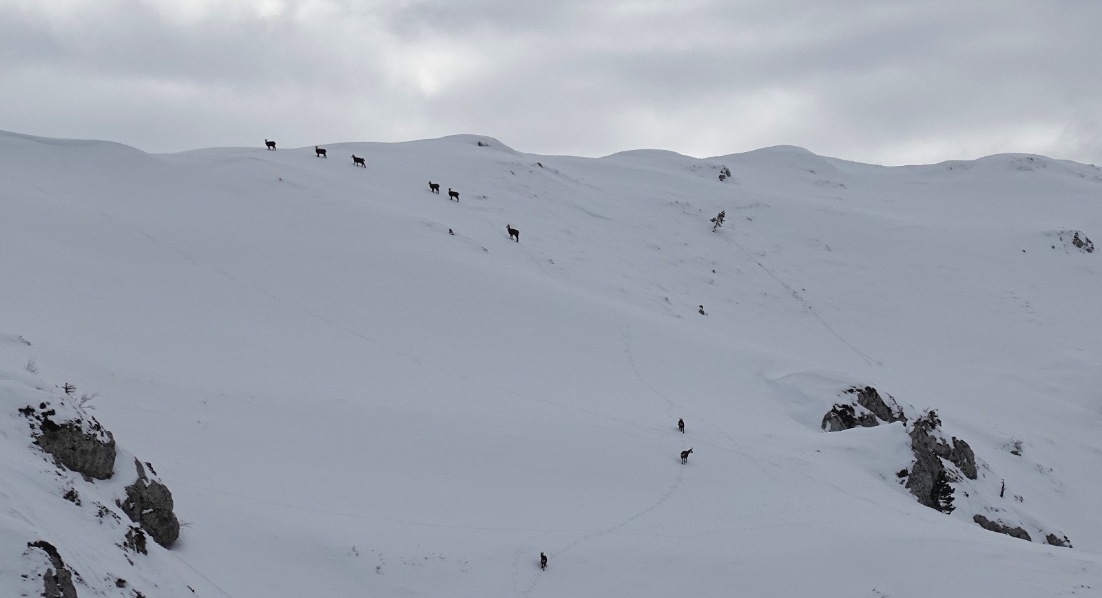 Nos amies les bêtes&nbsp;