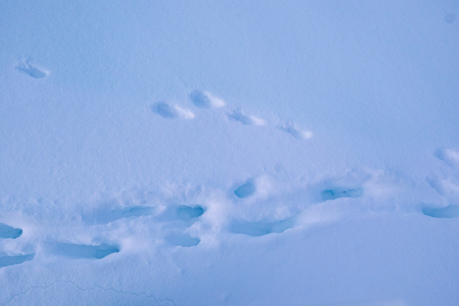 13/02: drame matinal: le prédateur avait déjà pris en filature sa proie depuis un moment (renard vs lièvre?)
