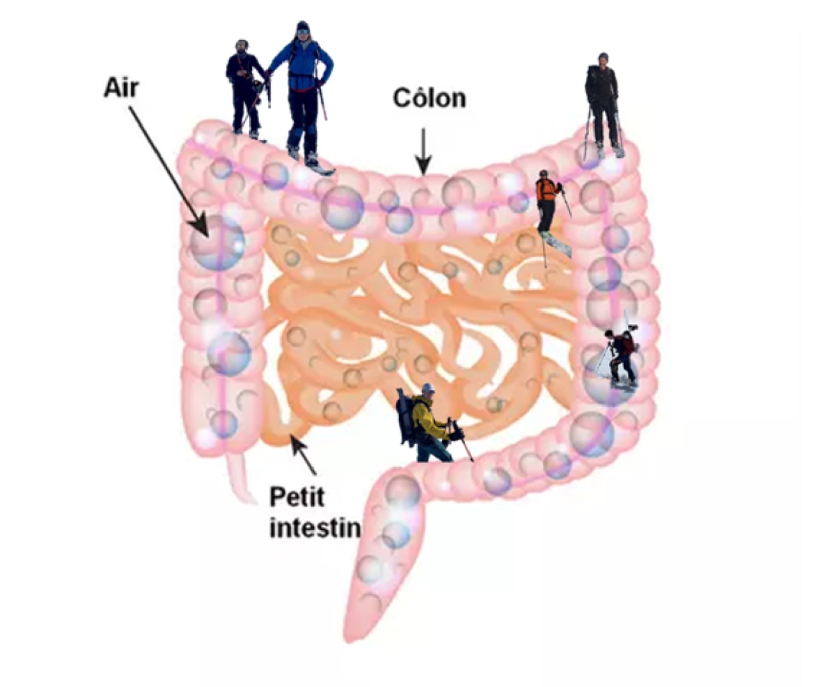 Fig 3 : Ascension du Grand Colon (schématisée)&nbsp;