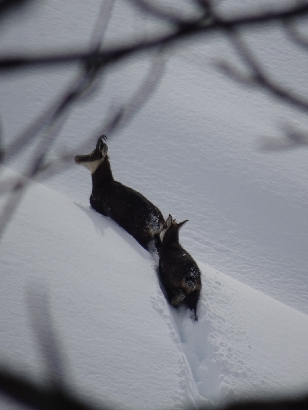 Le petit Bou et sa maman !