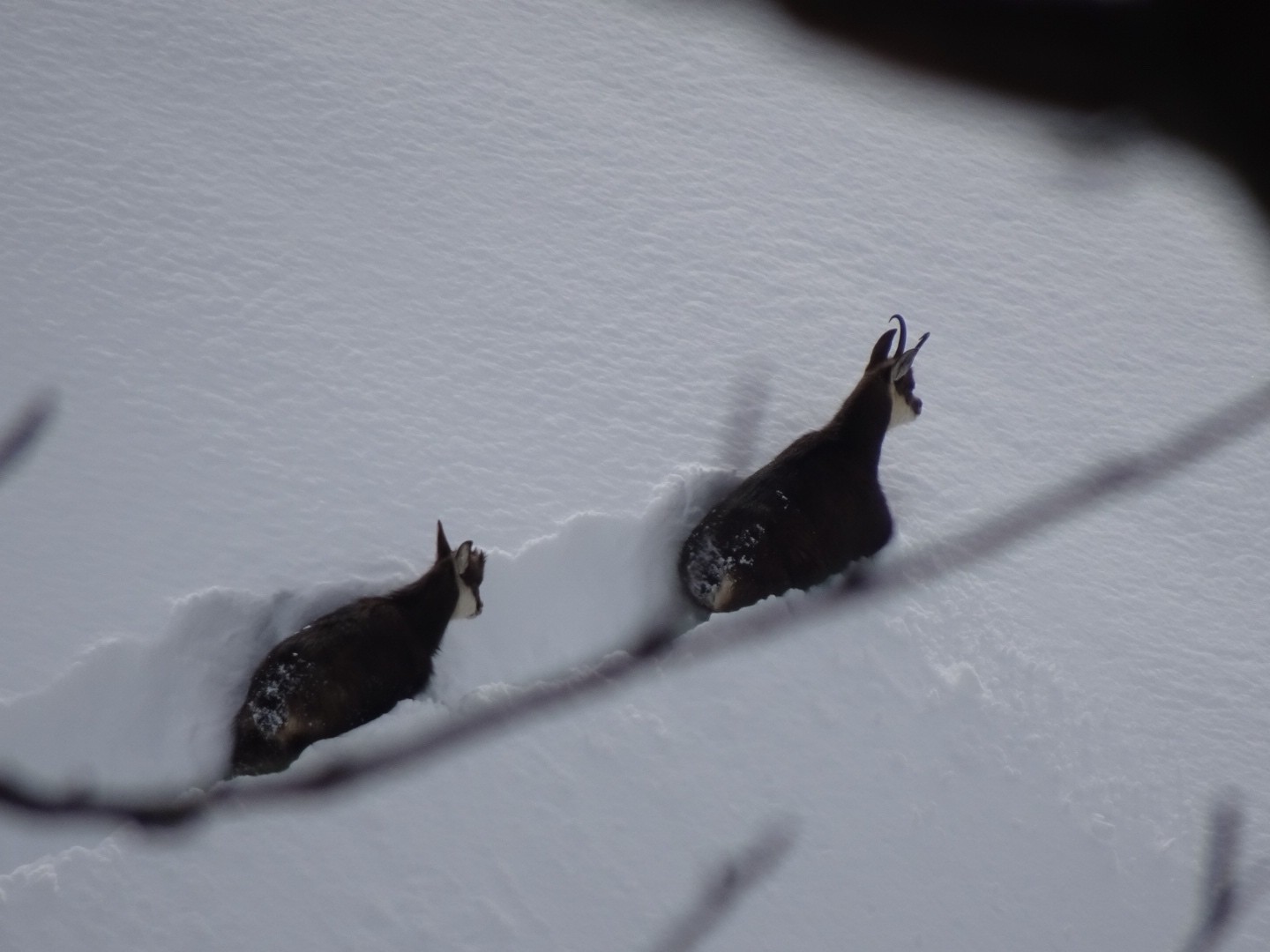 Je suis resté planqué ils m’ont même pas capté 😍!!