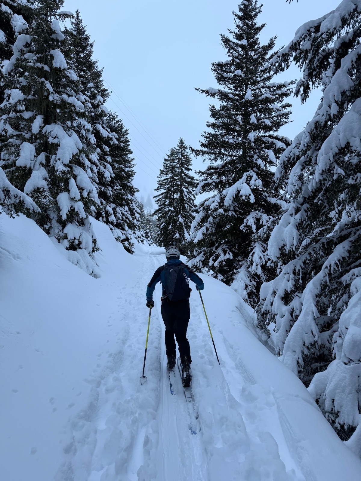 Sortie de la forêt&nbsp;