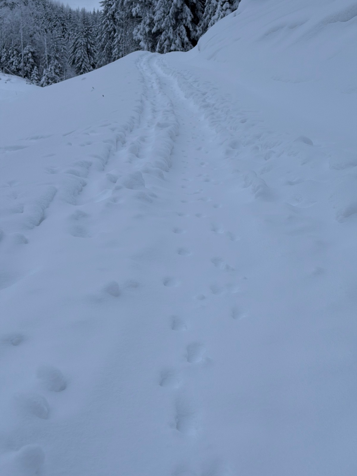 &nbsp;Deux traces, sans doute un lapin et un ongulé mais je ne suis pas expert