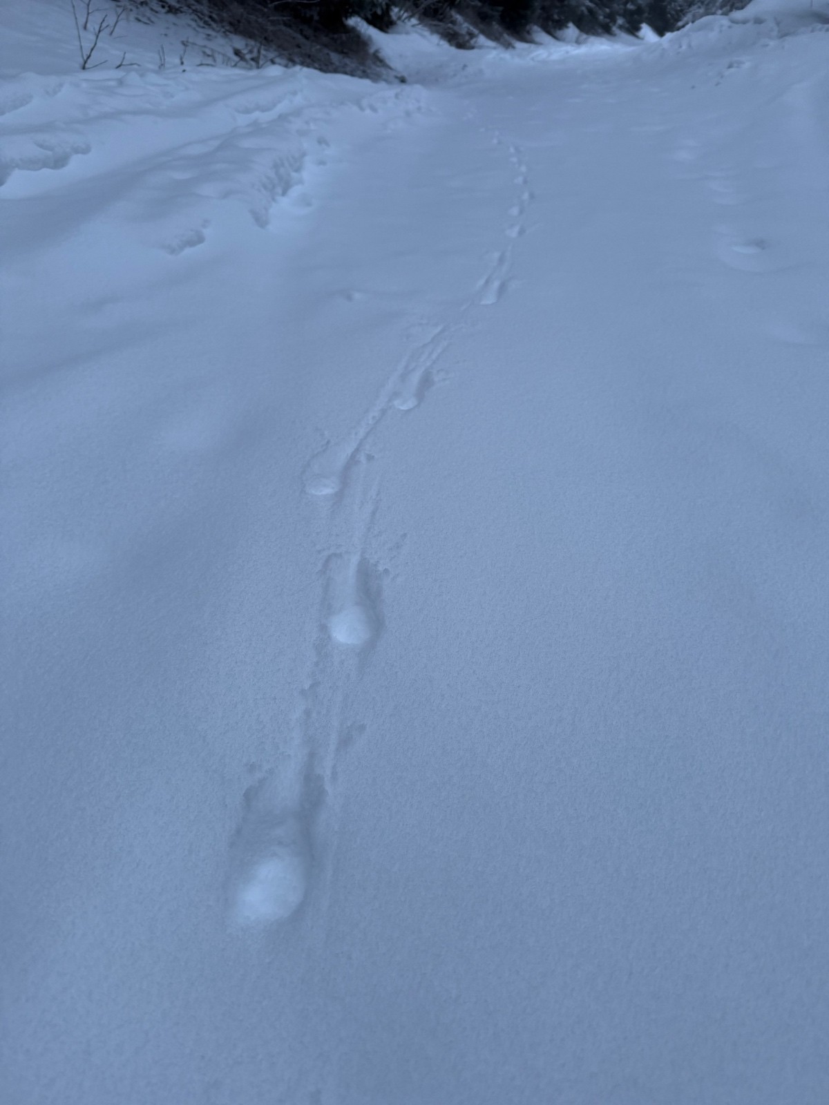 &nbsp;Départ, seule la faune me précède&nbsp;