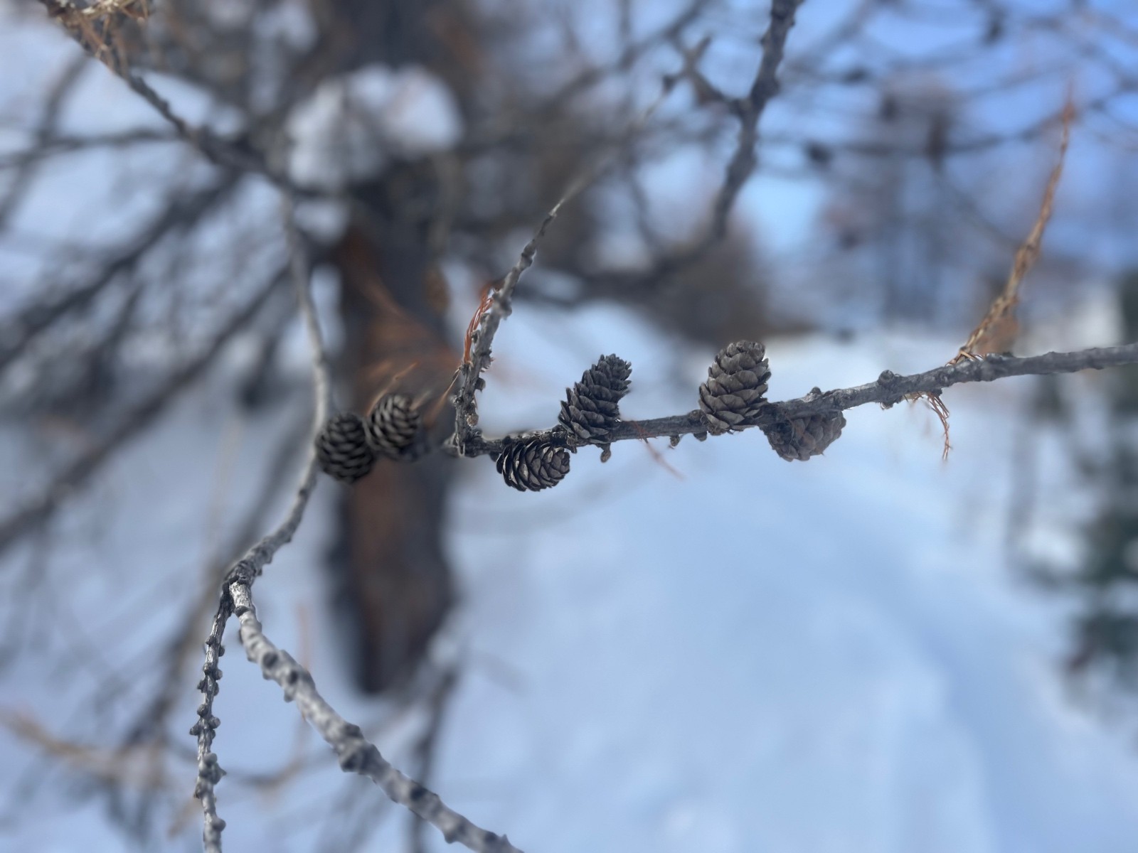 &nbsp;“Et elles ont quoi de spécial ces pommes de pins ?” me dira le frangin…