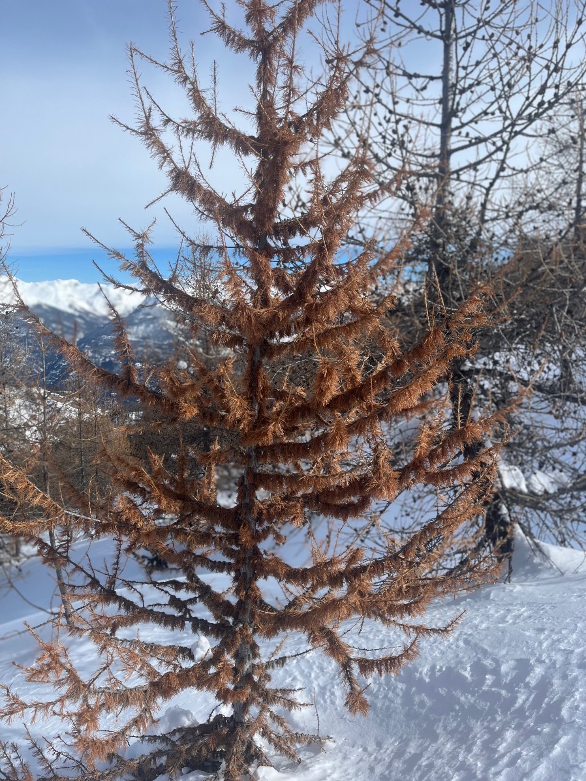 &nbsp;Un poilu&nbsp;