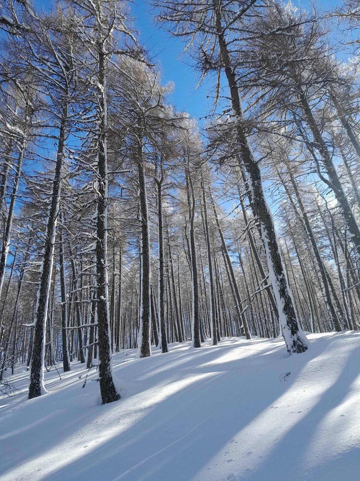 &nbsp;1m50 dans le mélézin du Pradon !