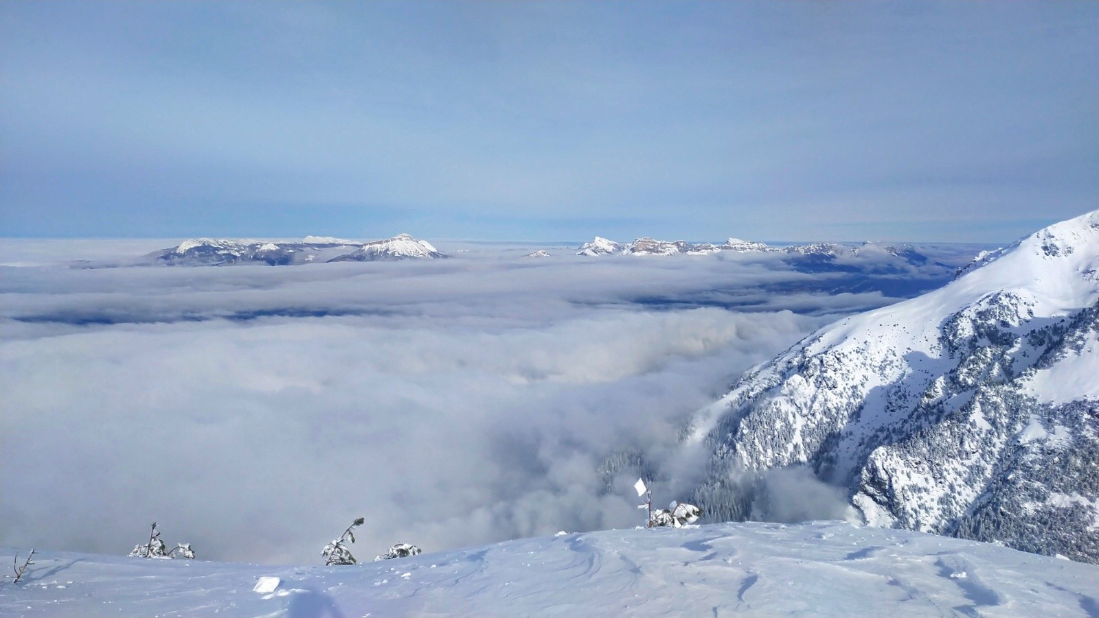 &nbsp;Chartreuse&nbsp;