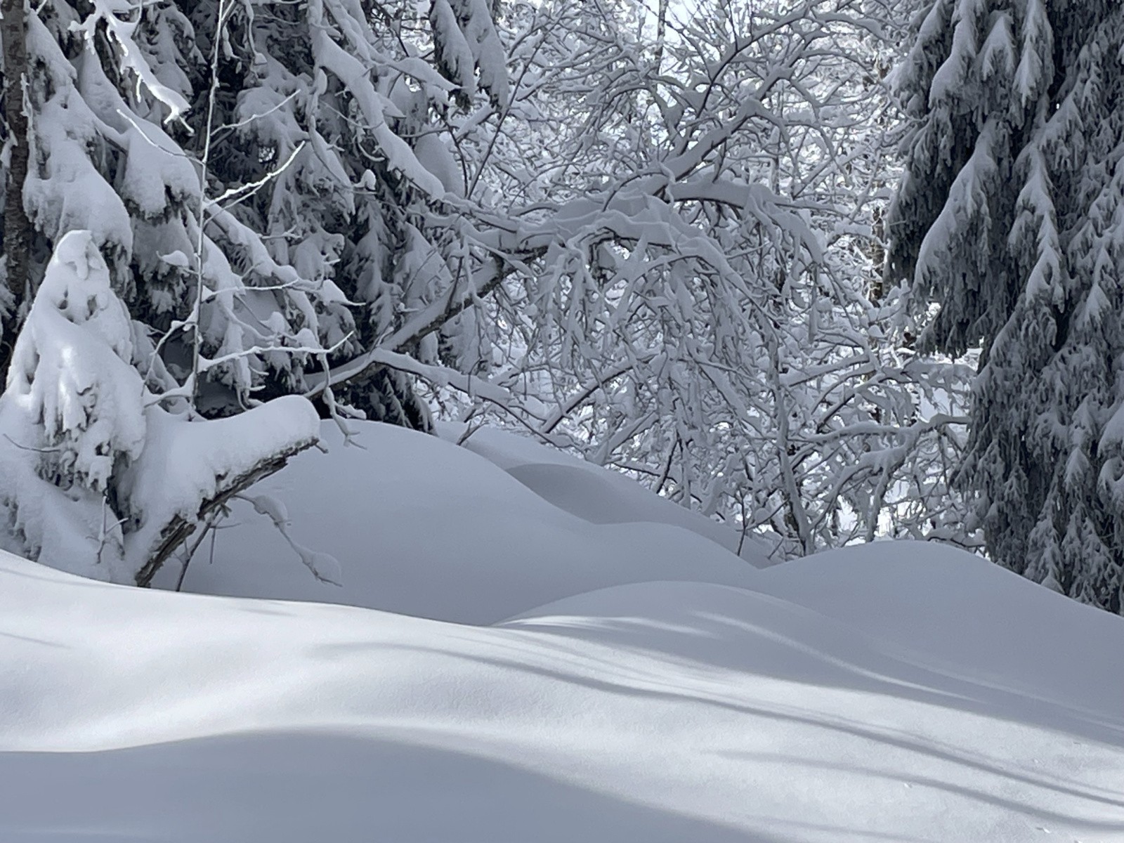 rondeurs d'hiver&nbsp;