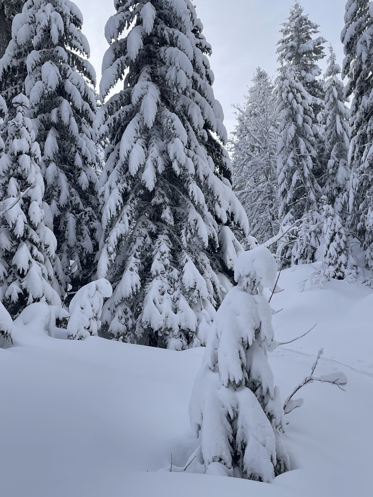 une fée recroquevillée&nbsp;