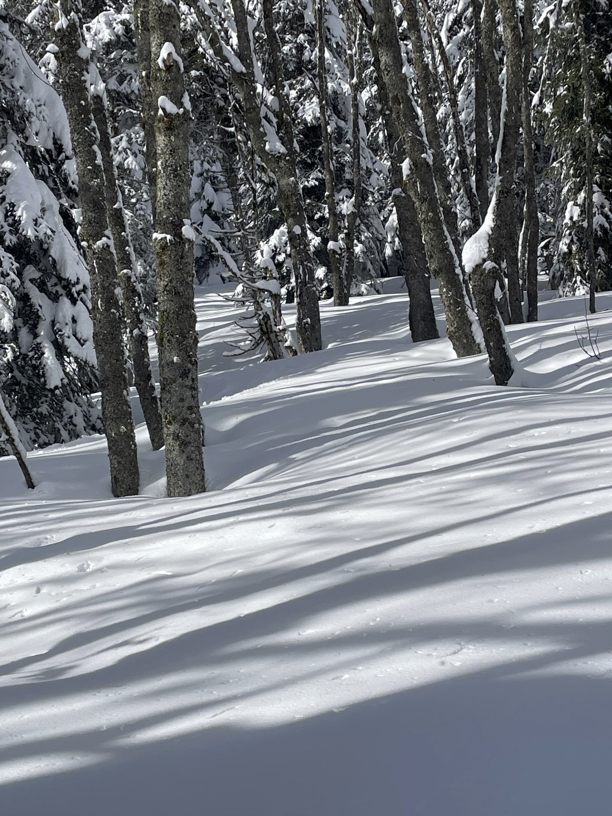 la belle hêtraie clairsemée&nbsp;