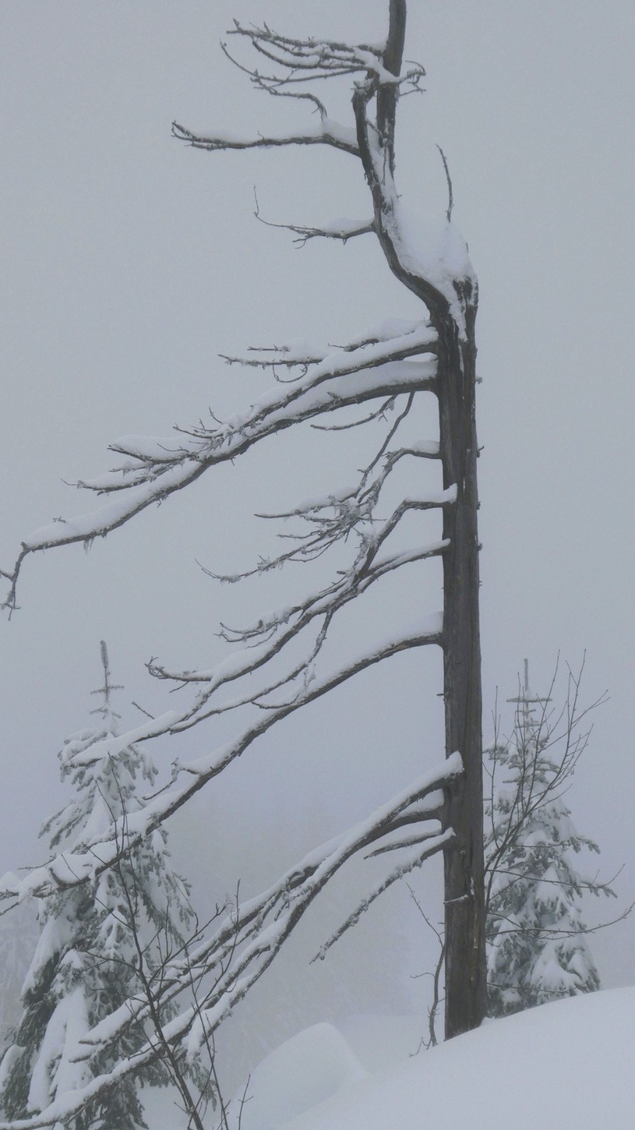 un maigre qui résiste&nbsp;