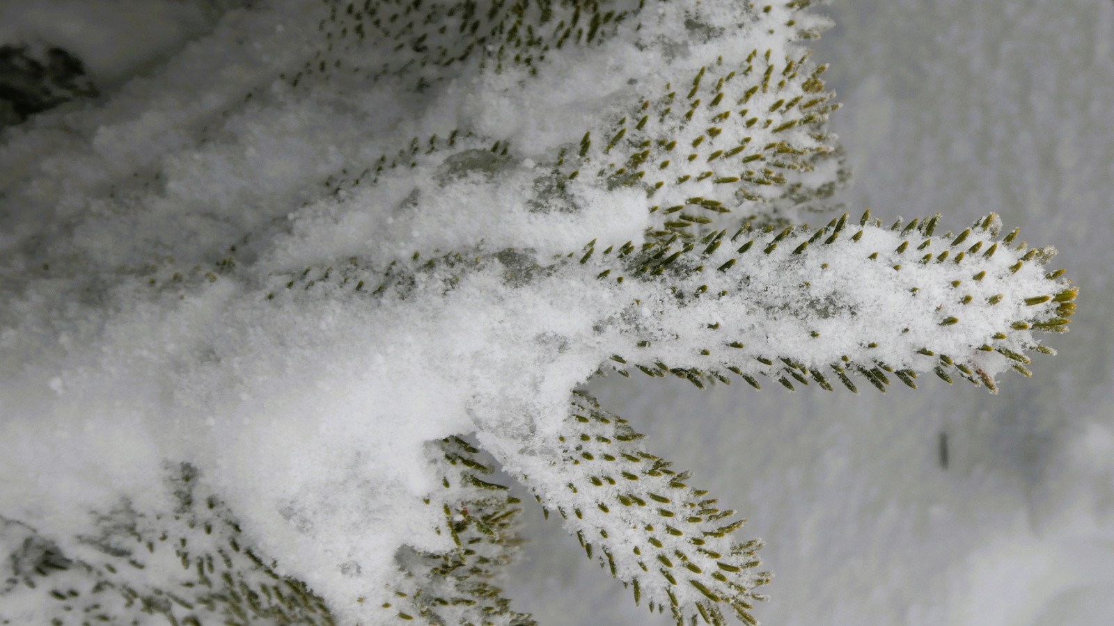 résultat des courses : 2 doigts gelés&nbsp;