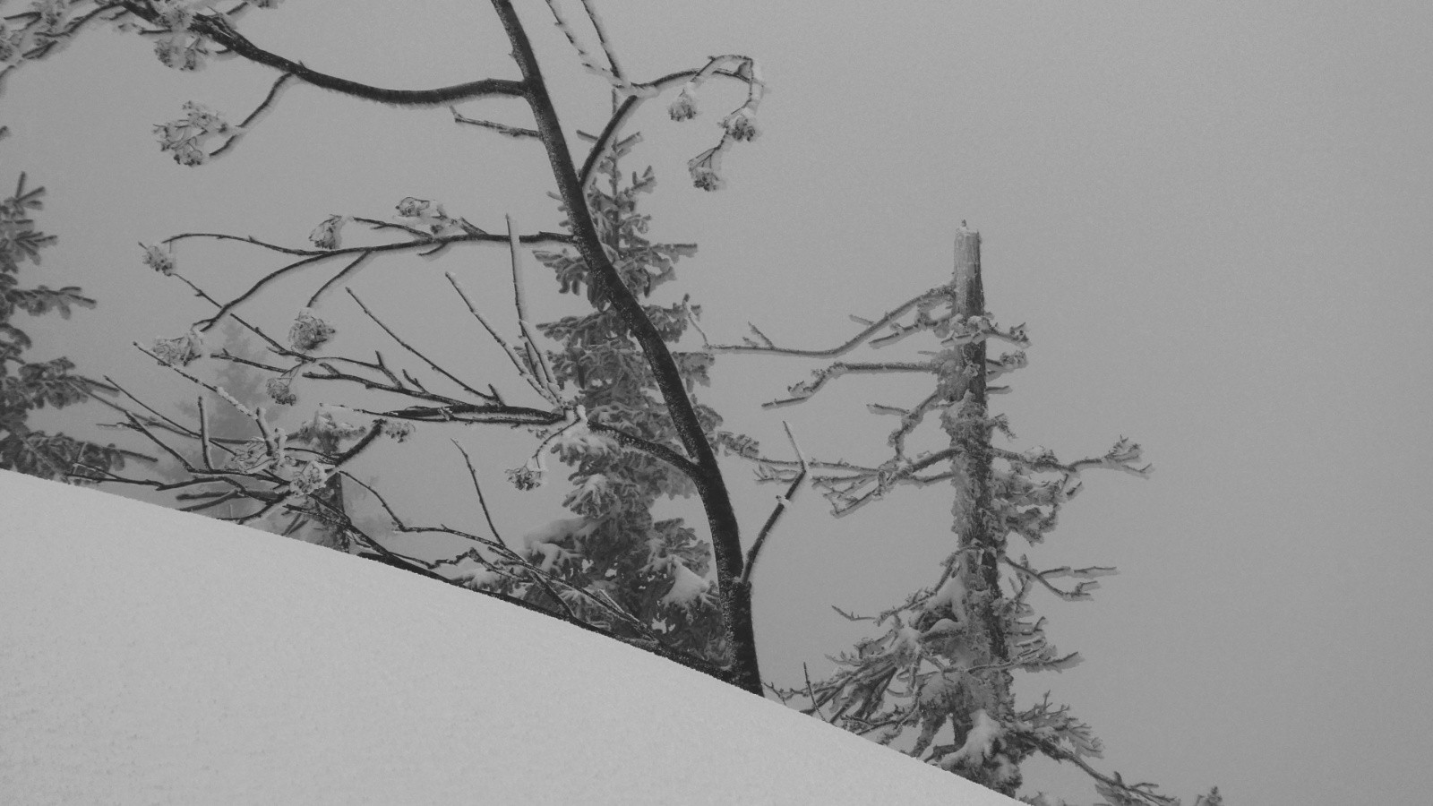 dans l'adversité, certains courbent l'échine, d'autres perdent la tête&nbsp;