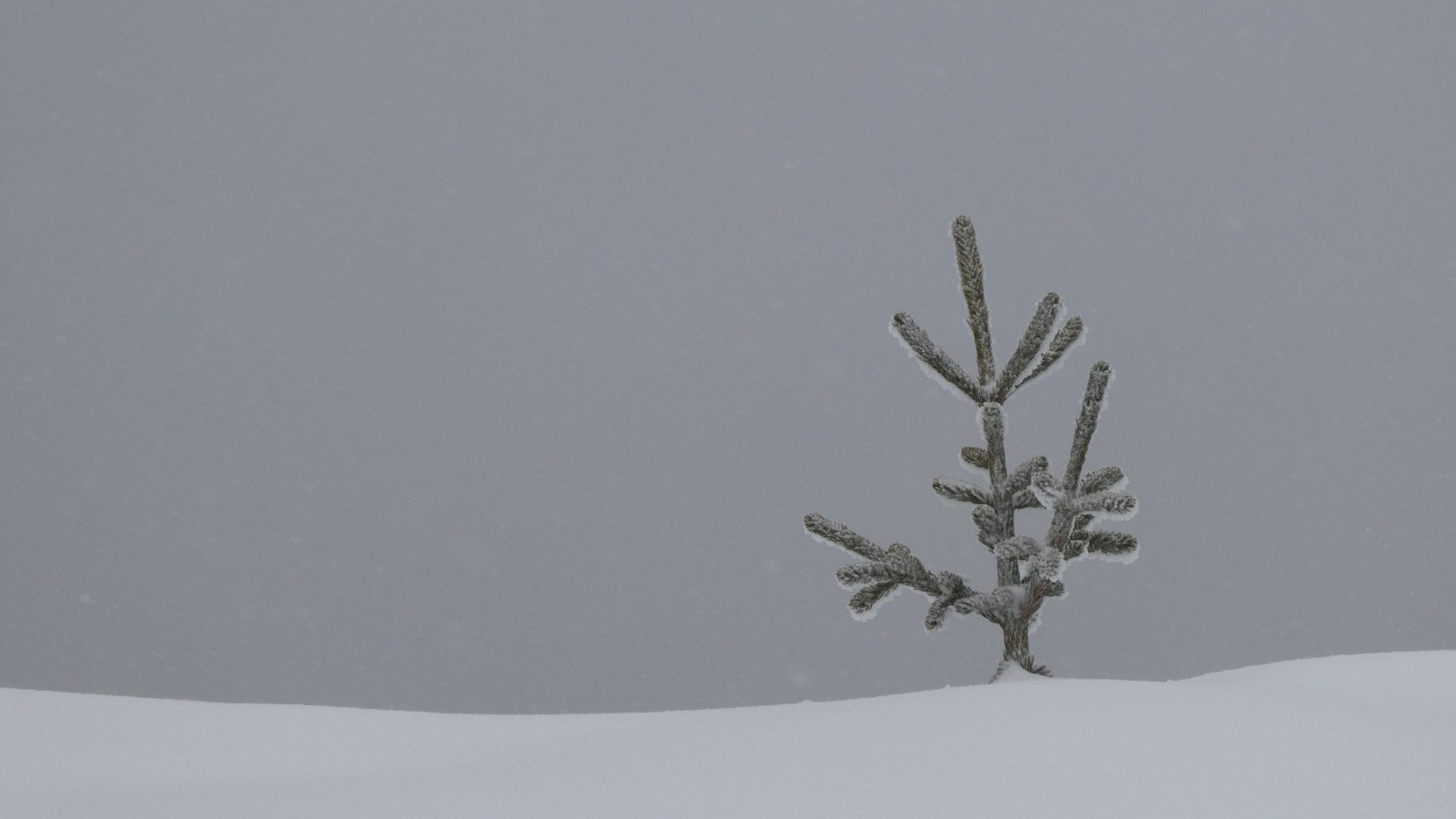 une plante verte au balcon&nbsp;
