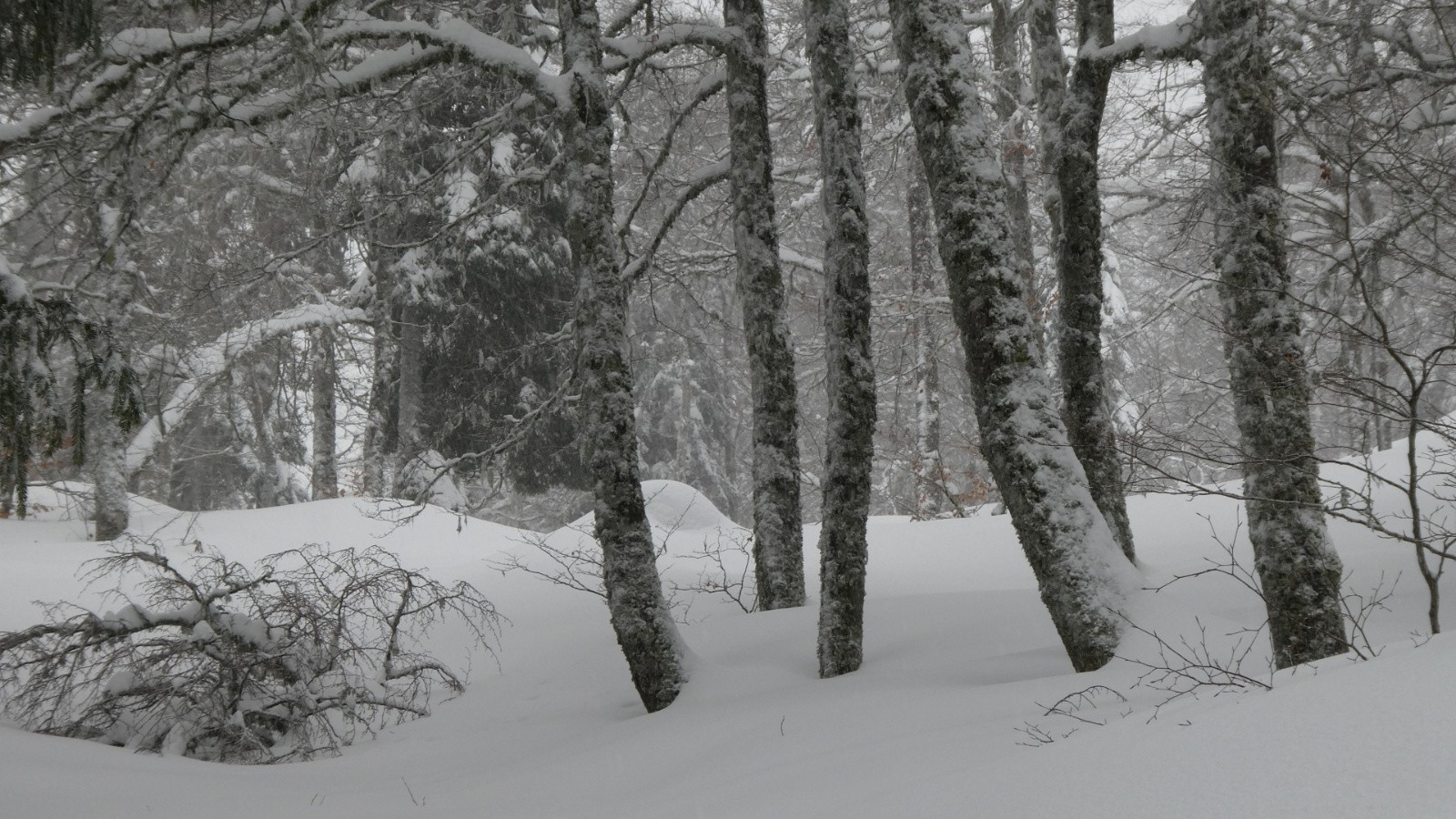 Hêtres et épicéas mélangés pour une forêt idéale pour le ski&nbsp;