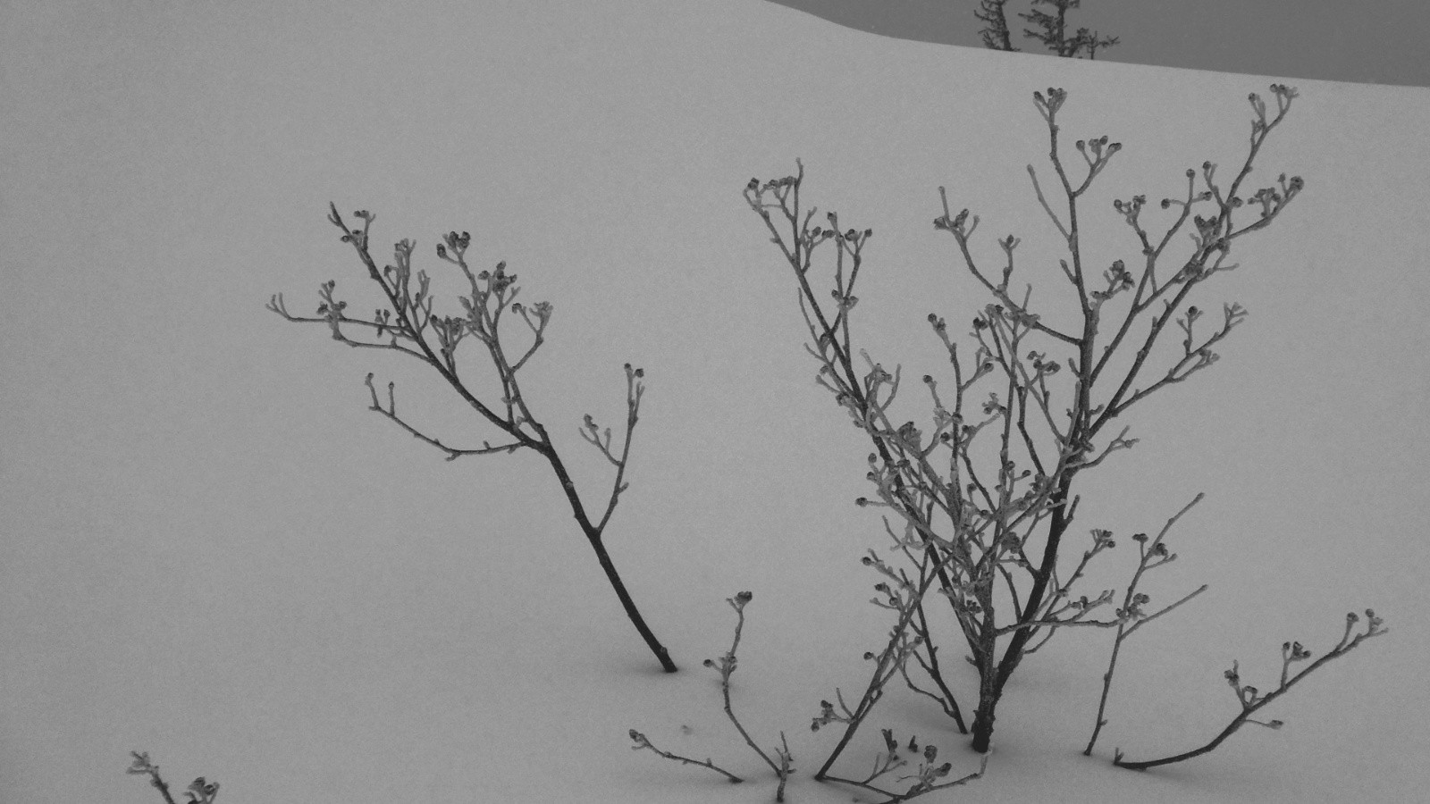 gracile mais ferme&nbsp;