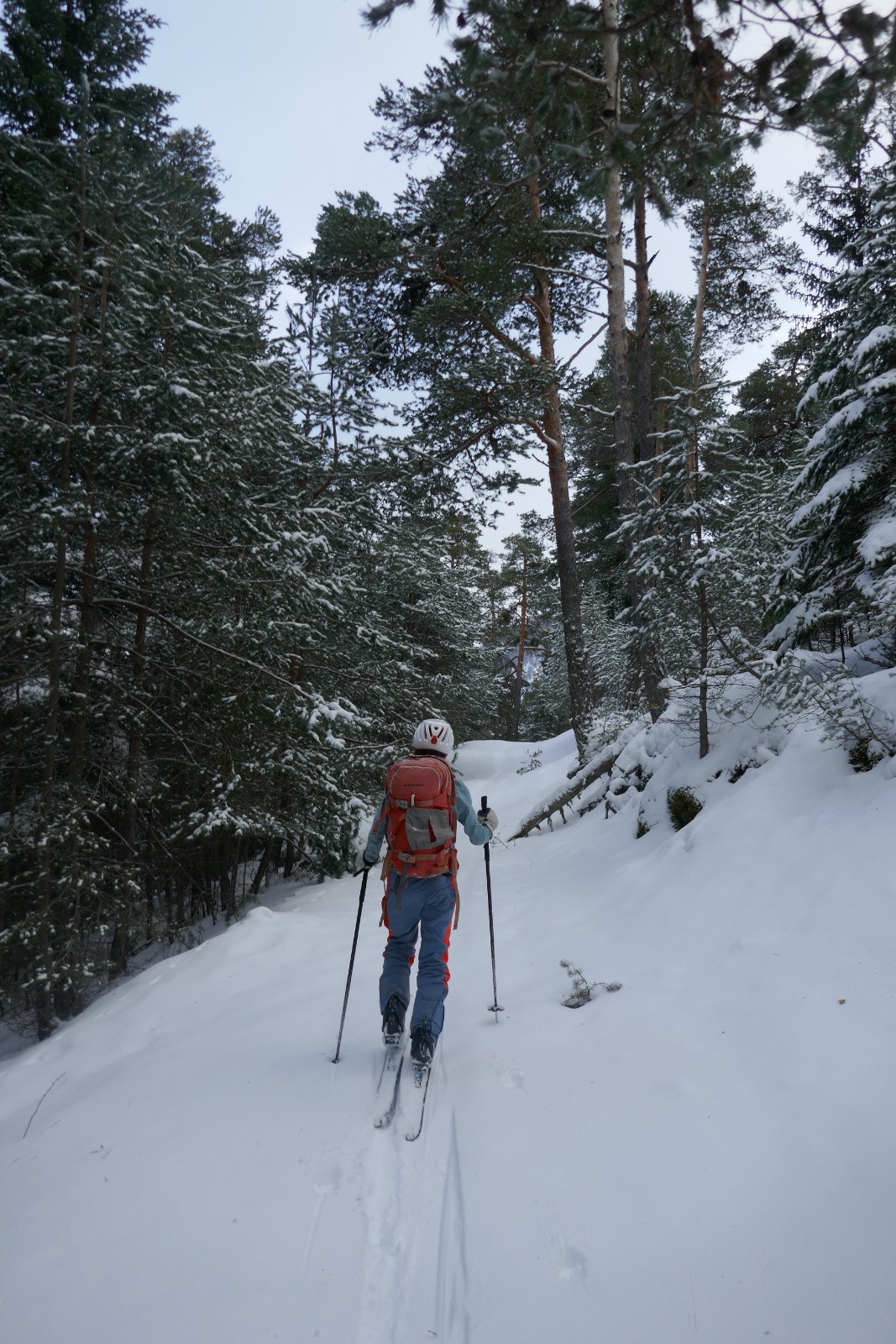 En attendant on monte en forêt 