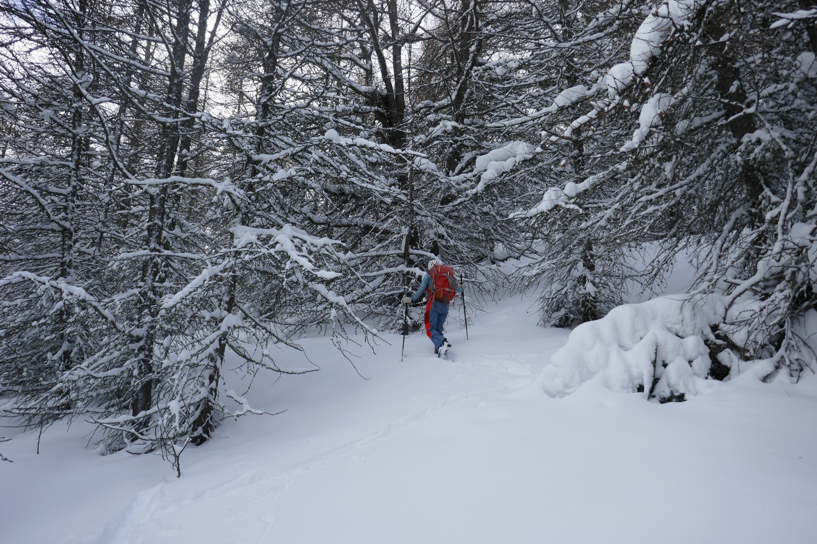 Grosse poudre en forêt&nbsp; 