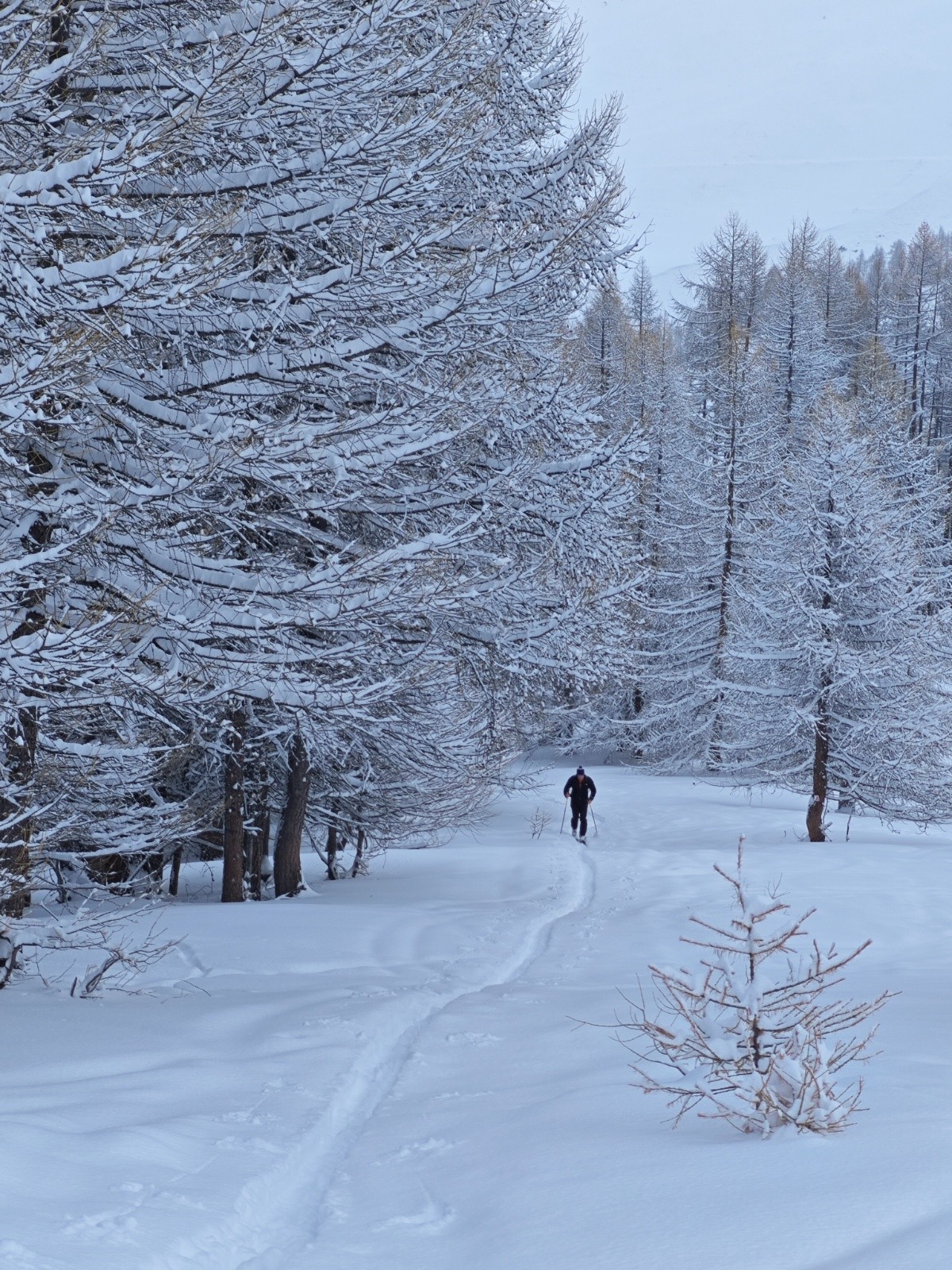 &nbsp;sur la piste du renard