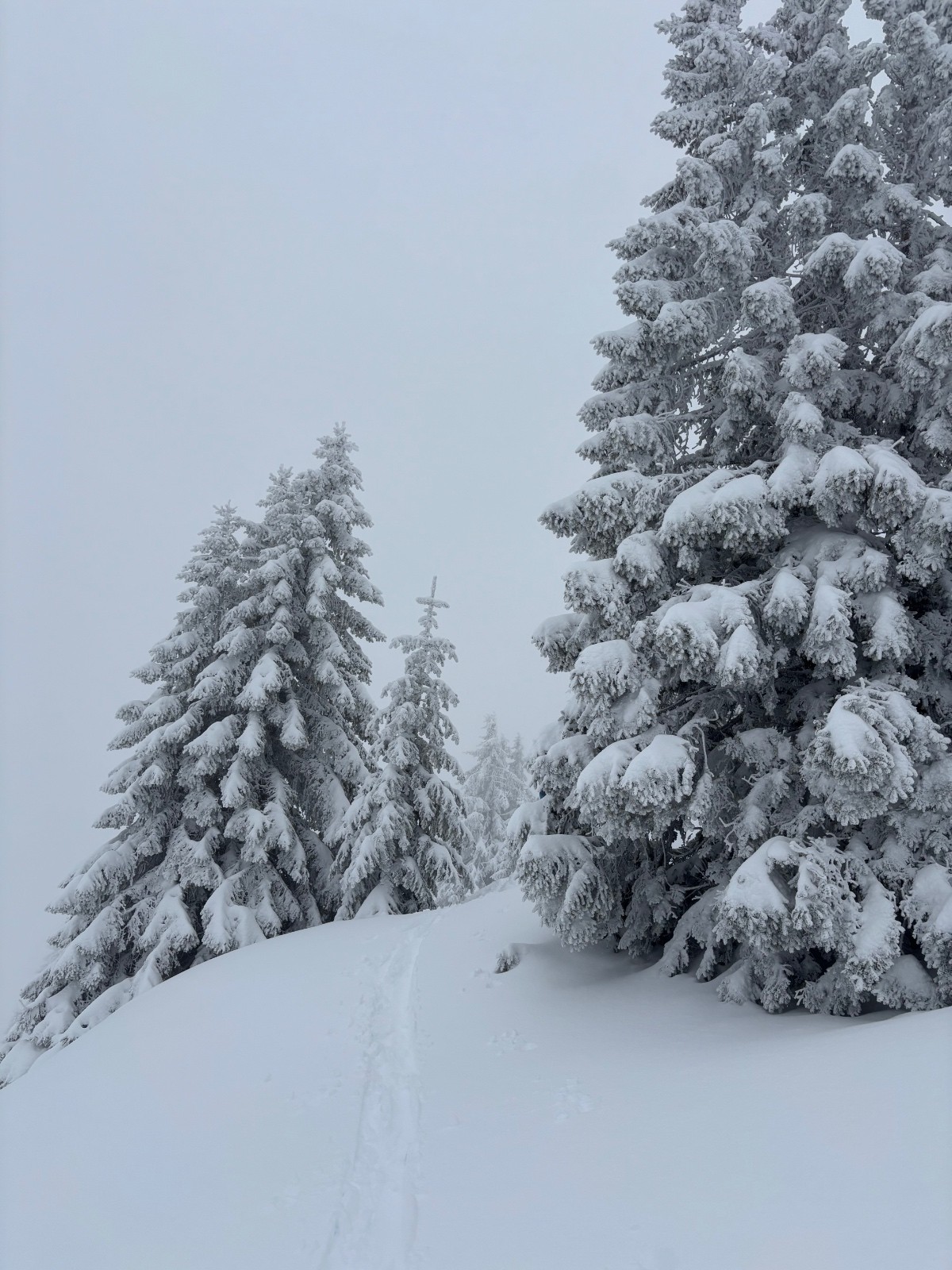 #1 Y a de la neige dans les sapins ; ça mouille pas mal Y a de la neige dans les sapins ; ça mouille pas mal