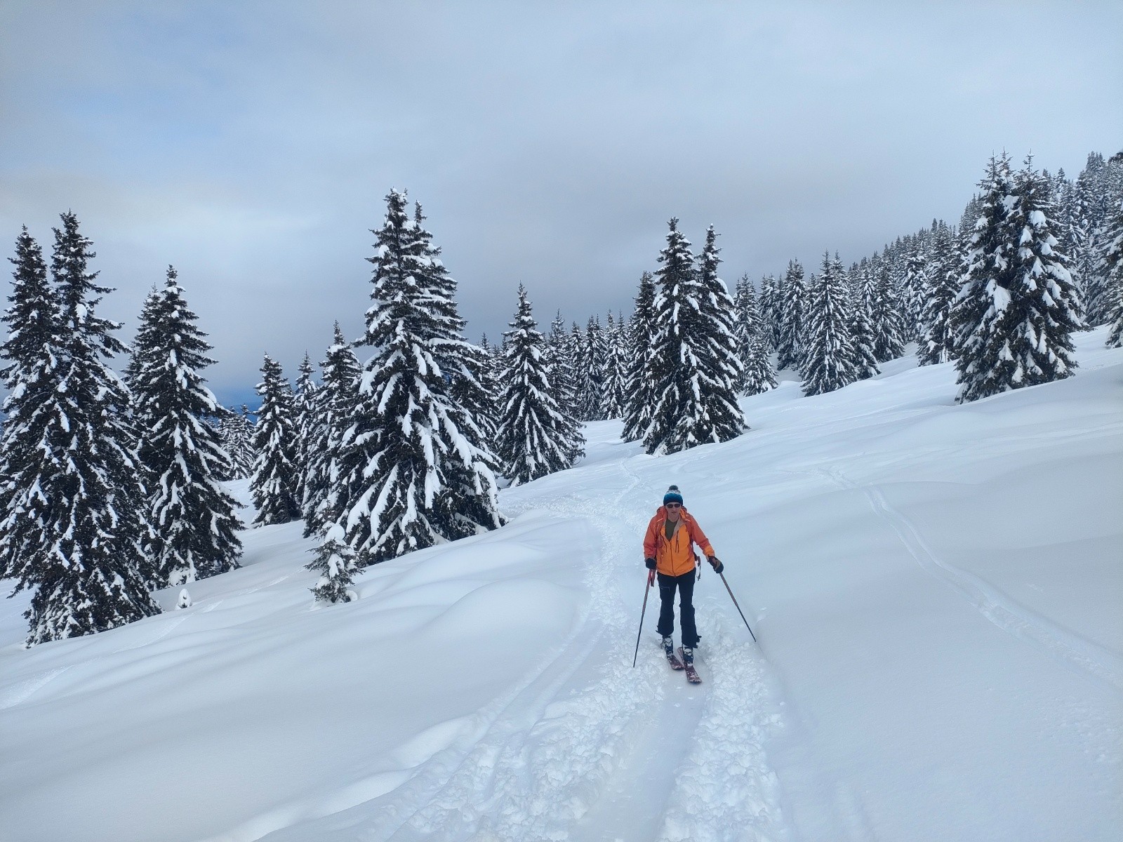 Entre les conifères&nbsp;&nbsp;