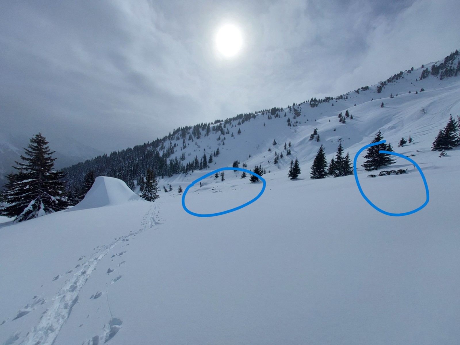 arbres couchés par le souffle