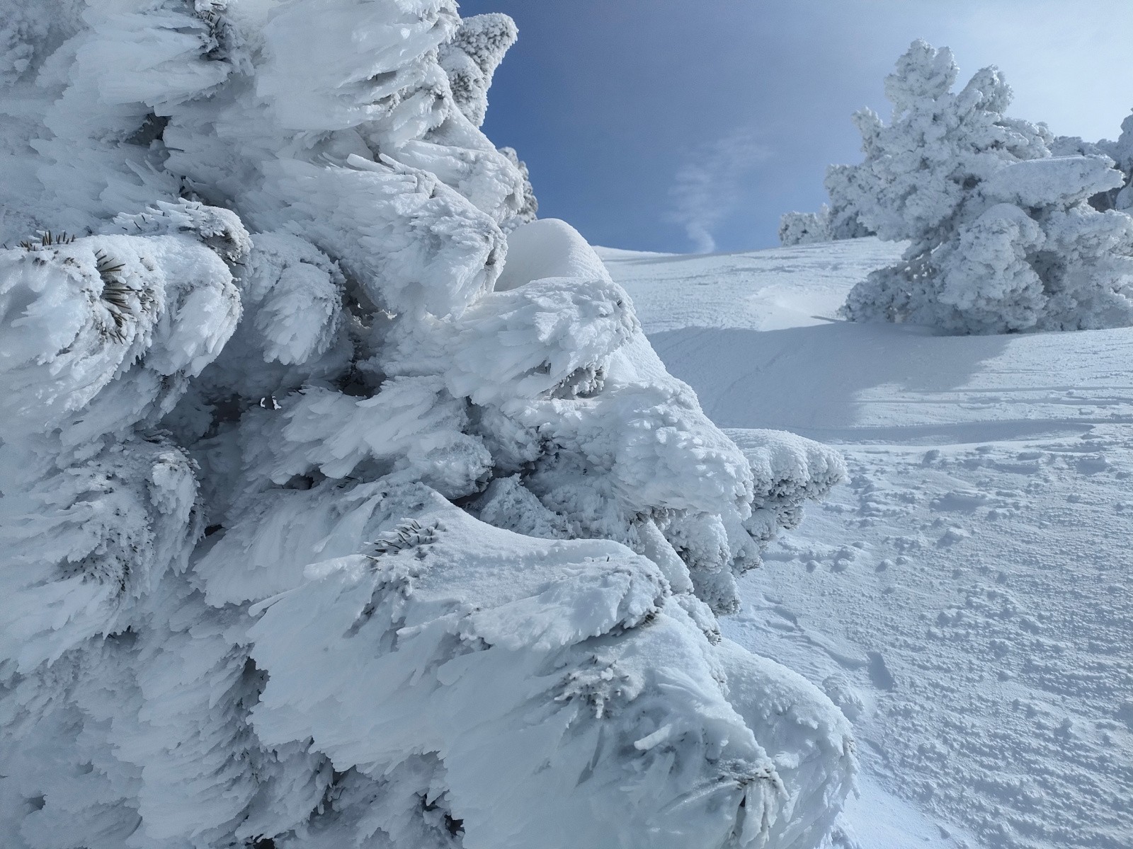 #8 De belles meringues De belles meringues