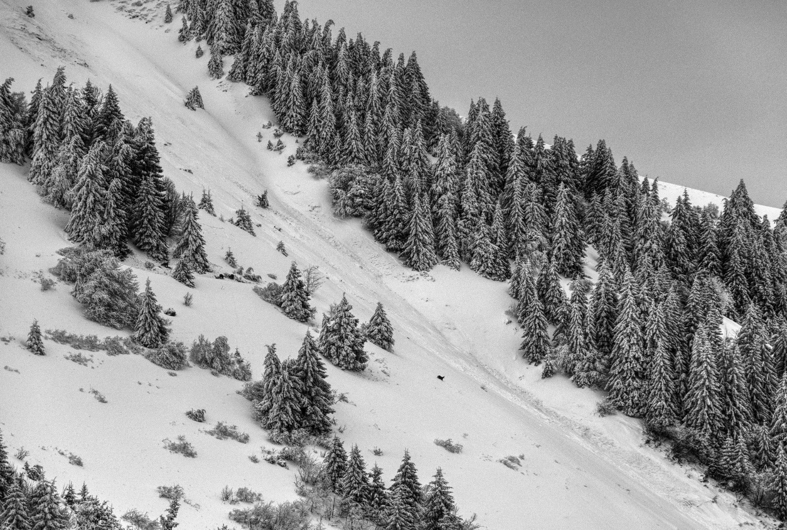 un chamois qui traverse la coulée&nbsp;