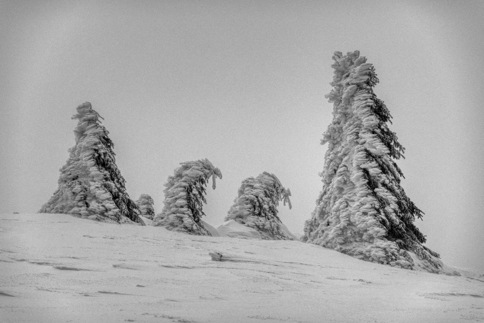 Les neiges du guili-Môle-gyro