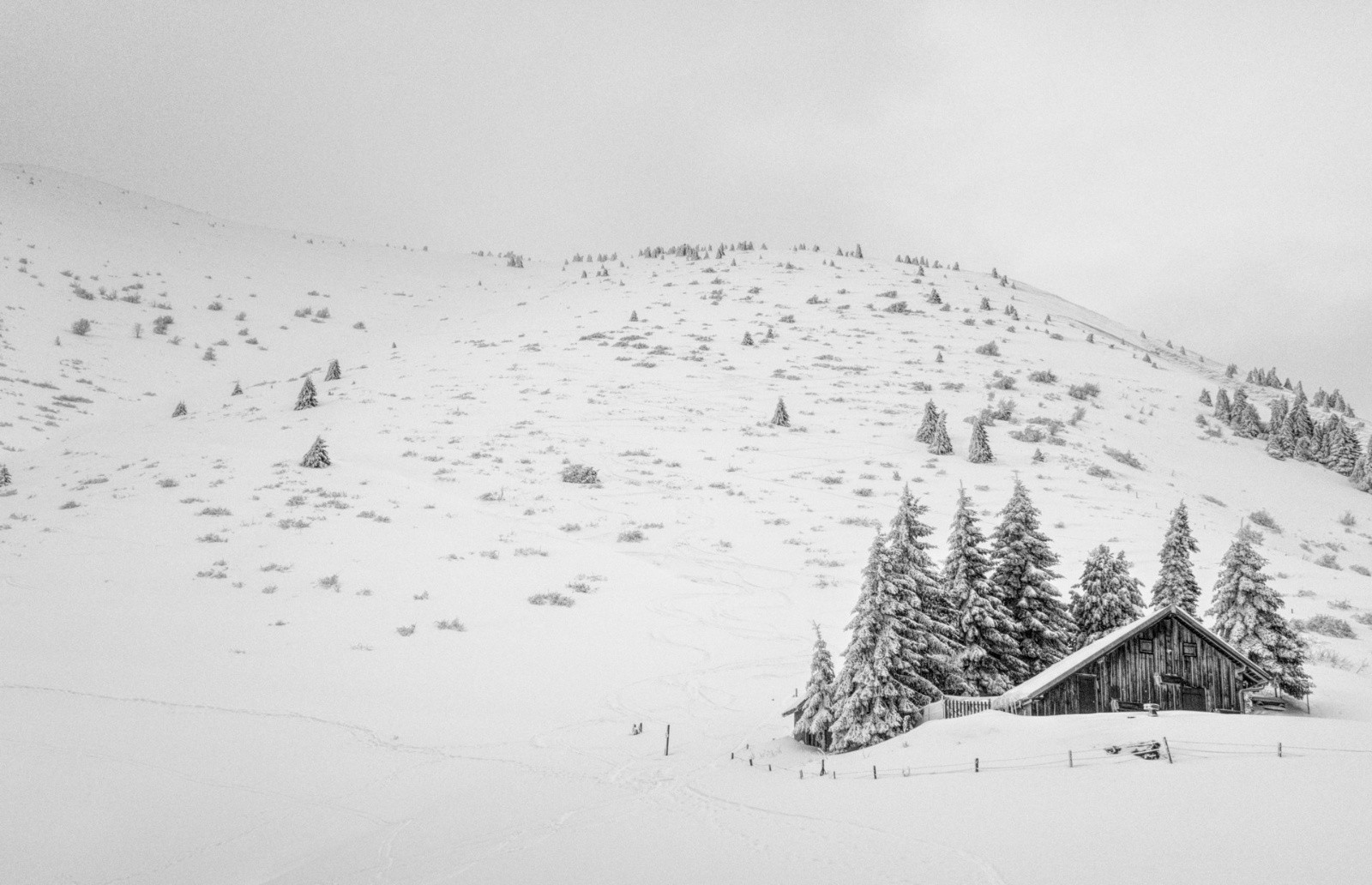la face et sa croupe un peu plus dégarnie&nbsp;