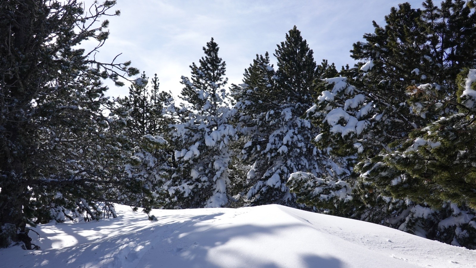 Au niveau de la forêt de pins dense sous le pic de Ginèvre