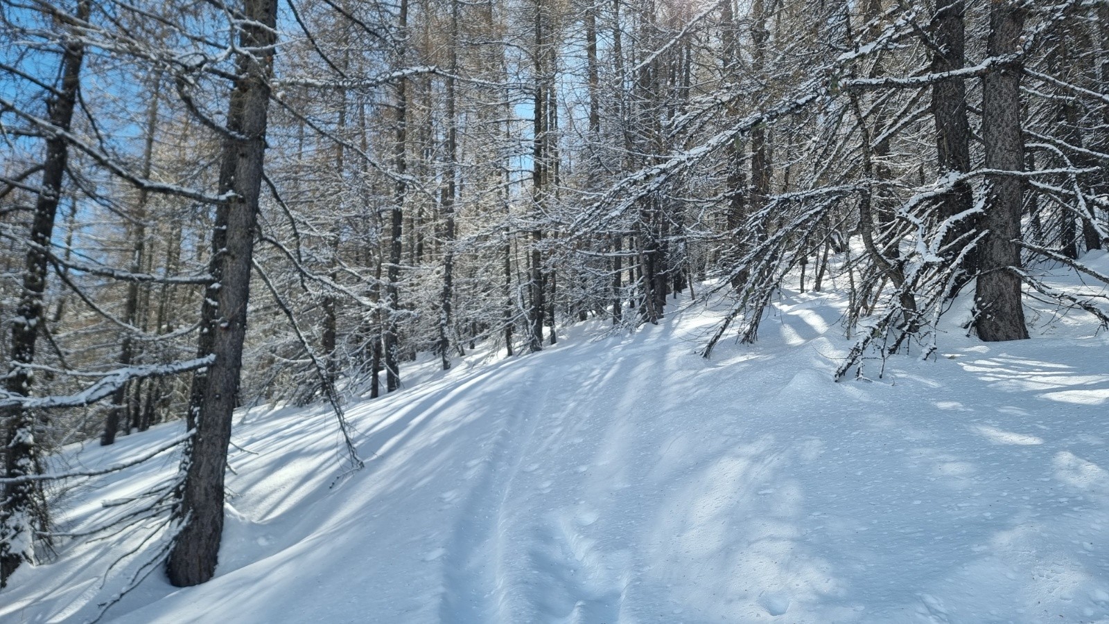 Poudreuse profonde dans la forêt pour monter à la Tête de Charnaye&nbsp;
