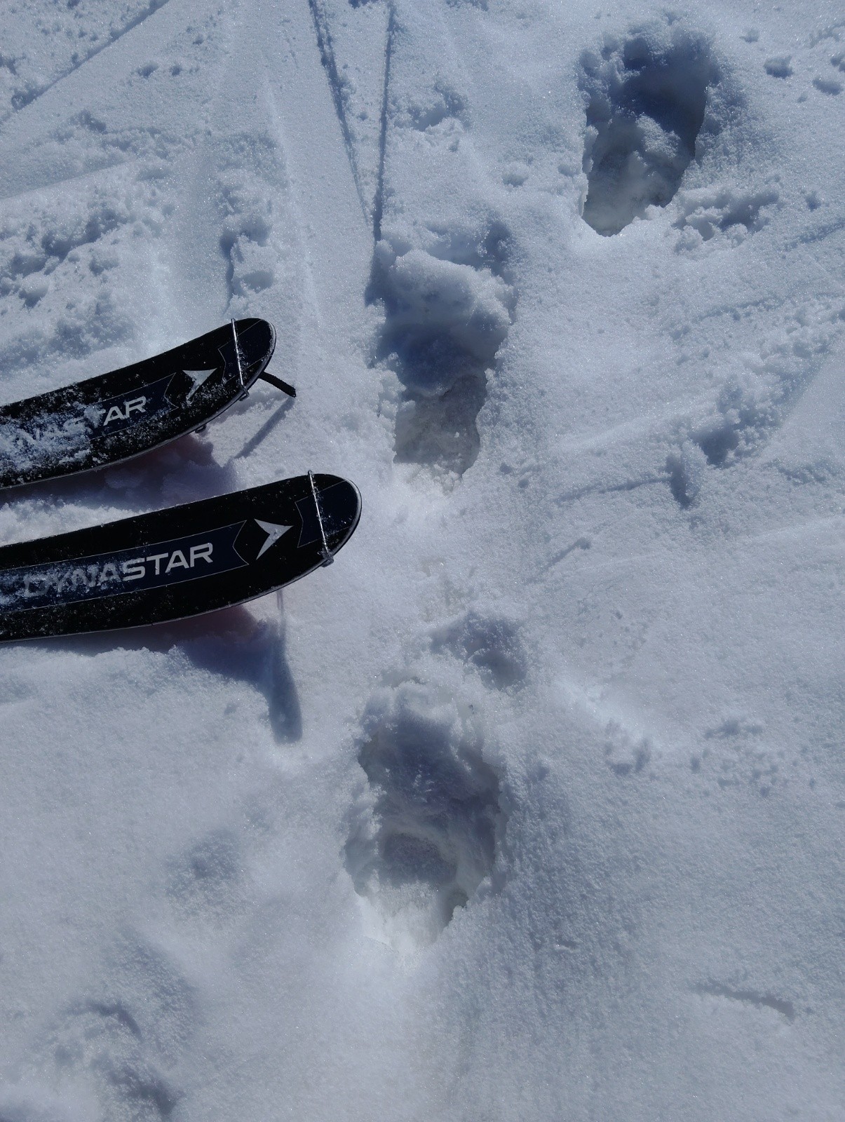 Il a de grosse pattes griffues le local