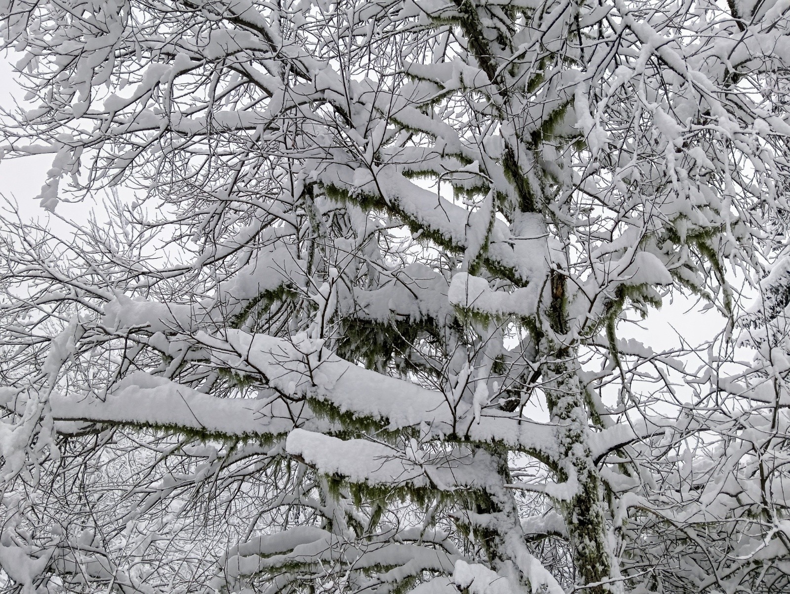 &nbsp;La neige colle aux branches comme sous les semelles des skis&nbsp;