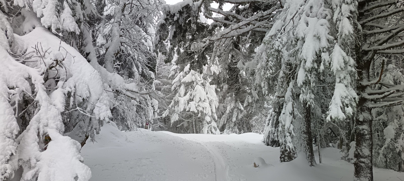 &nbsp;Trace dans la forêt&nbsp;