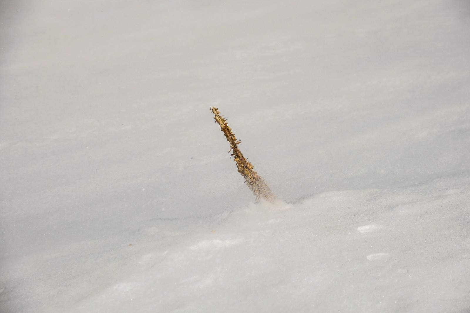 #2 Survie... Survie...