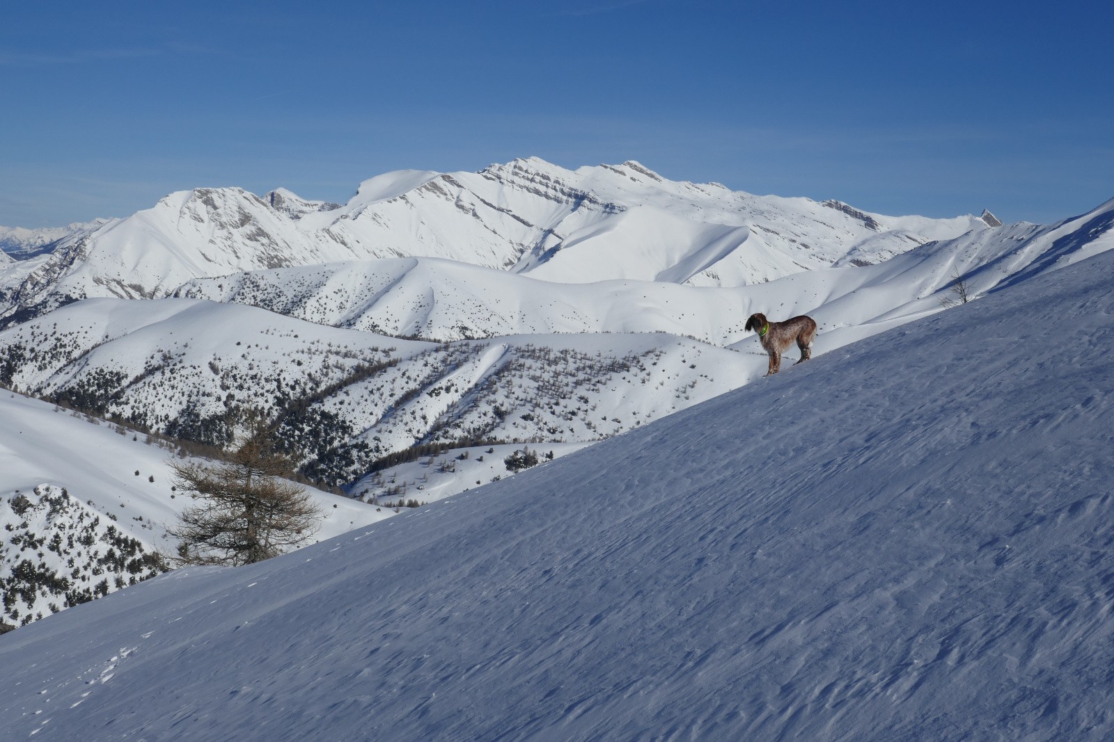 Un guide encore plus local : Toby ! 
