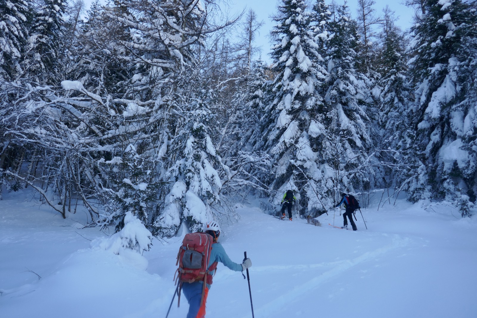 Forêt enchantée&nbsp; 