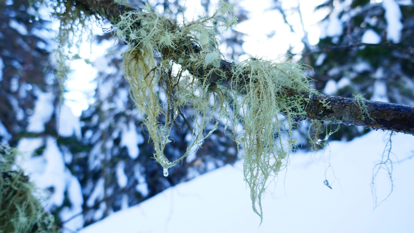 #9 Virus bio... Virus bio...