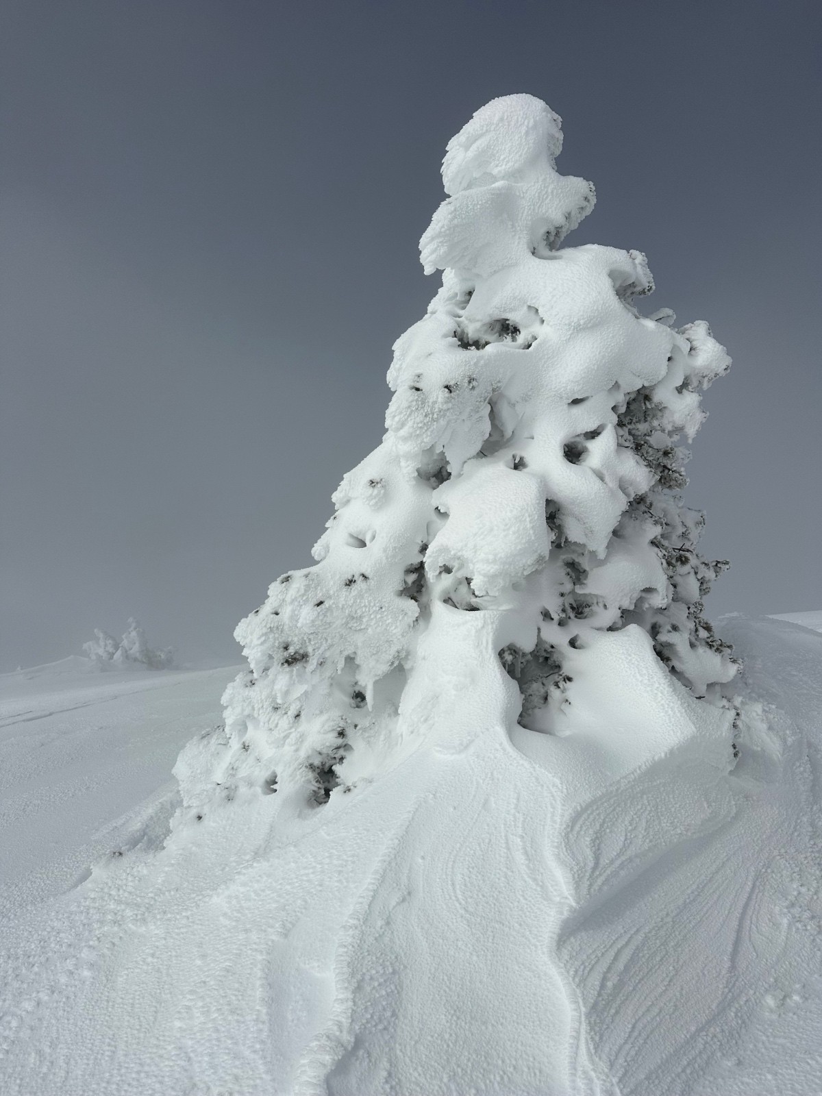 &nbsp;Pin gaufré sous le sommet de la Montagnette