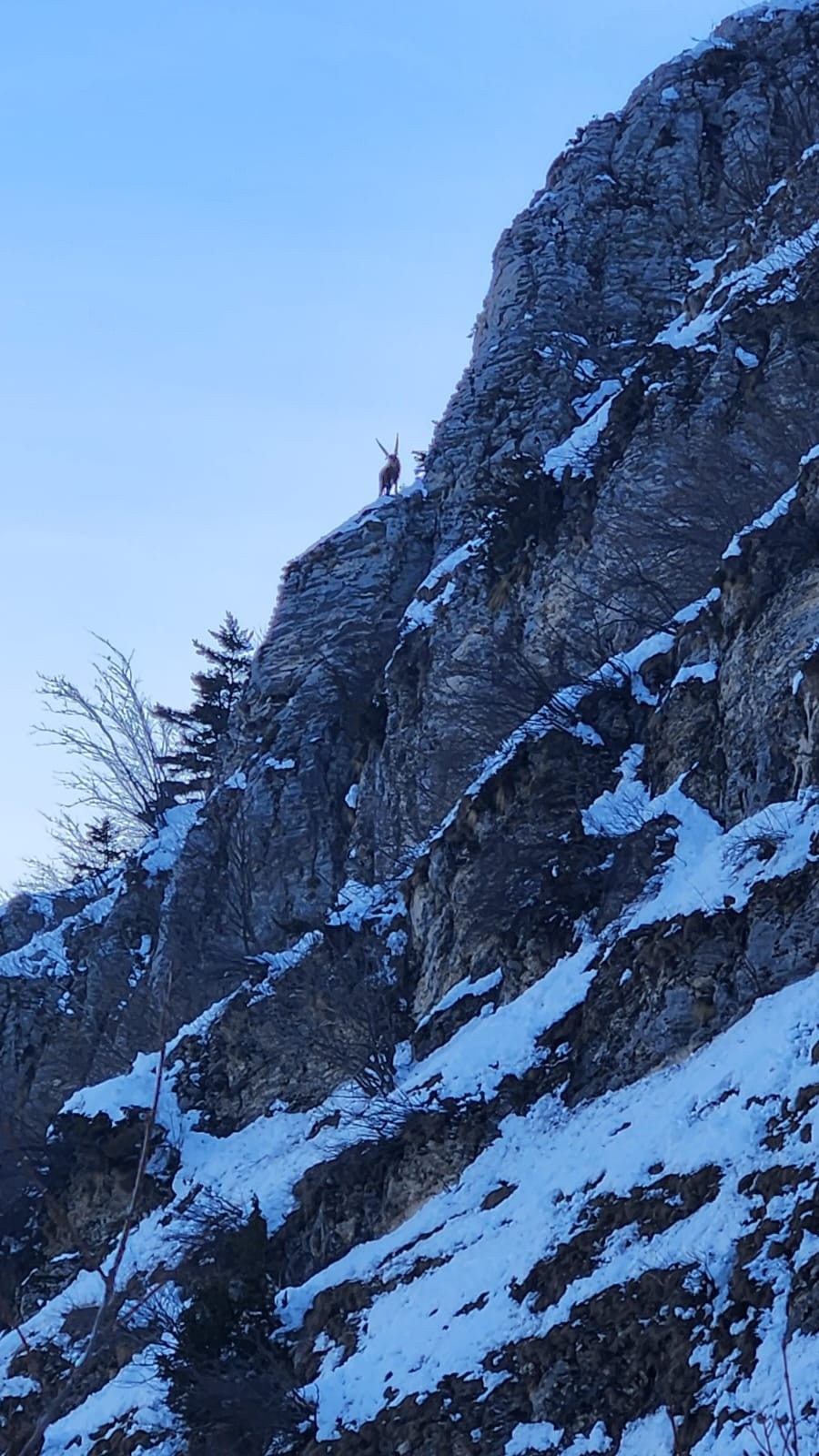 &nbsp;Cornes au Cornafion&nbsp;