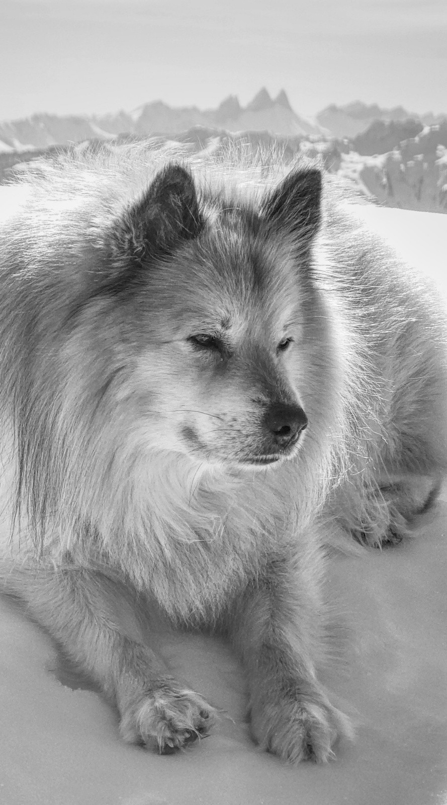 #5 plagiat sur les oreilles ! plagiat sur les oreilles !